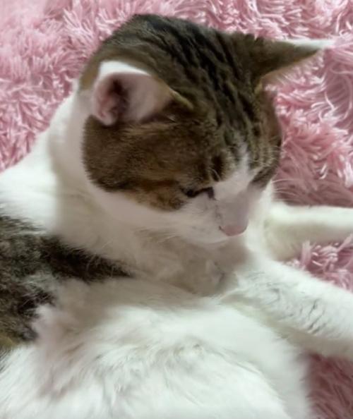 虚無顔の猫