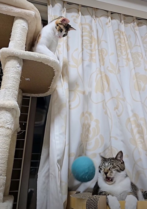 ボールが当たった猫