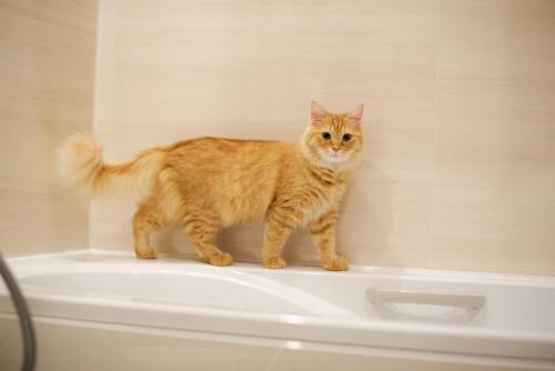 浴槽の上の猫