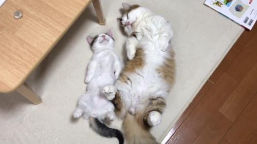 上から