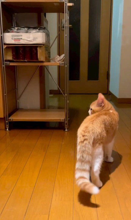 家の中を歩く猫