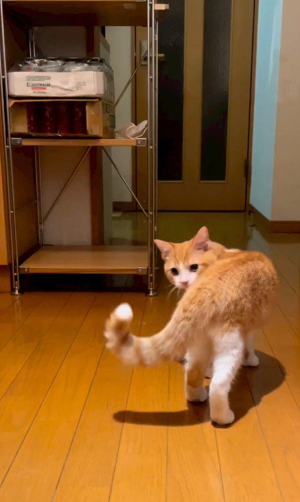 振り返る猫