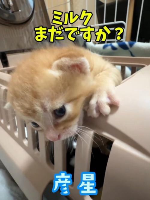 キャリーから顔を出す子猫