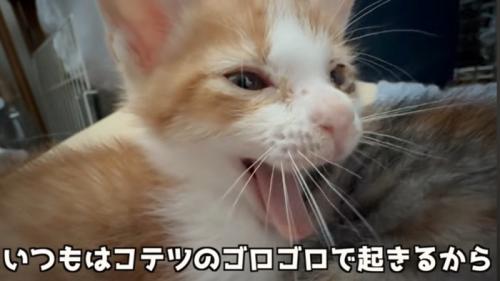 あくびの猫
