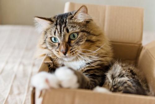 段ボールの中の猫