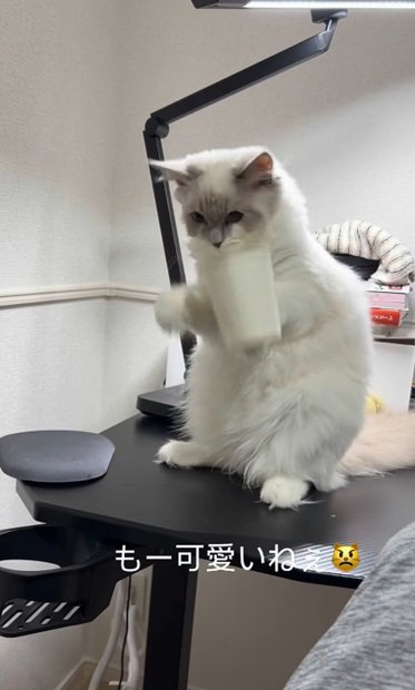 コップを取る猫