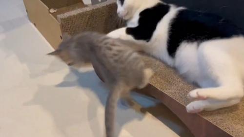 白黒猫に払いのけられ吹っ飛ぶ子猫