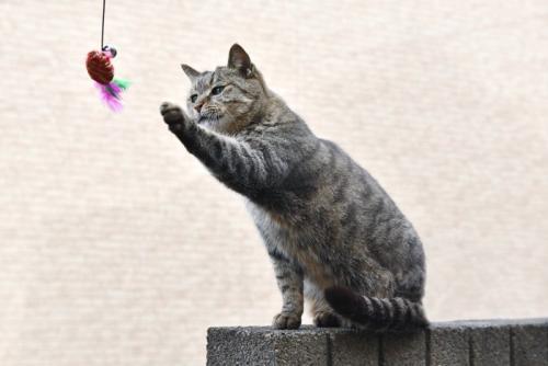 おもちゃを狙う猫