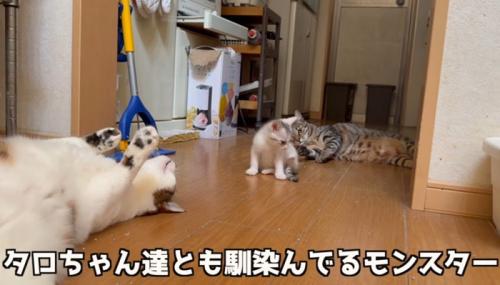 3匹の猫