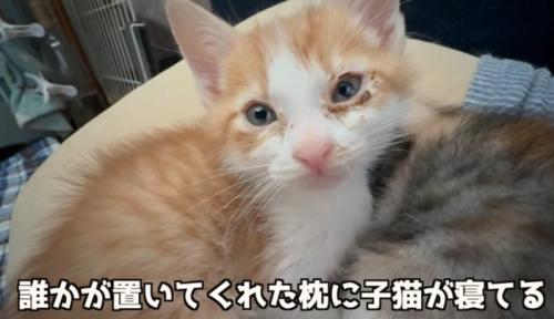 見つめる猫