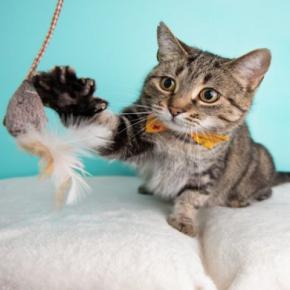 猫を夢中にさせる『大好きな物』3つ 虜になる理由から気を付けたいポイントまで