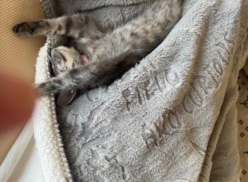 仰向けになって前足を伸ばして眠る子猫