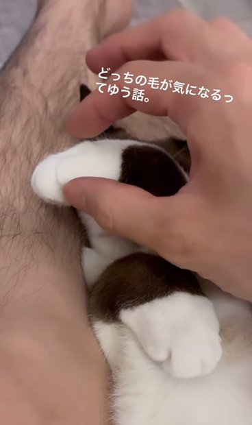 眠る猫