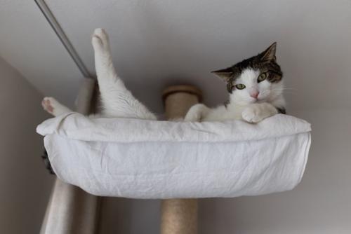 高所から室内を見下ろす猫