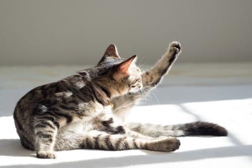 毛繕いをする猫