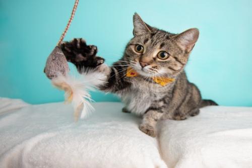 猫じゃらしにじゃれる猫