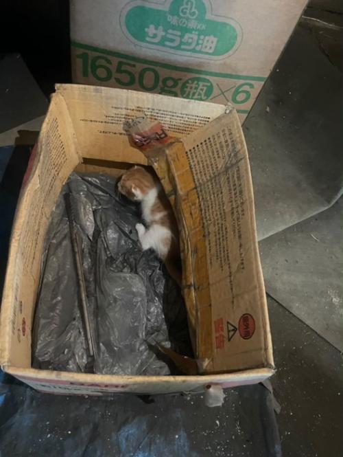 段ボールに入った子猫