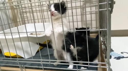 白多めちゃんの掴まり立ち