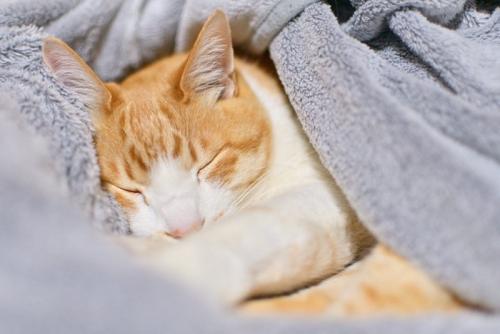 ブランケットにくるまれている猫