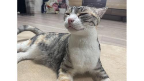 室内にいる猫