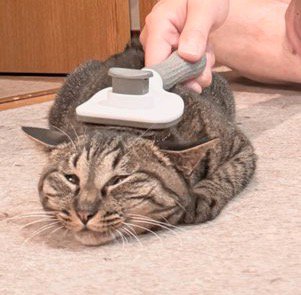 ブラッシングをされている猫