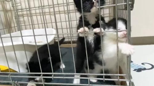 ハチワレちゃんの掴まり立ち