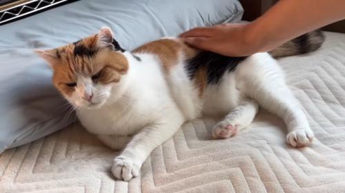 背中なでなで