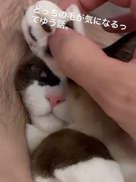 起きていた猫