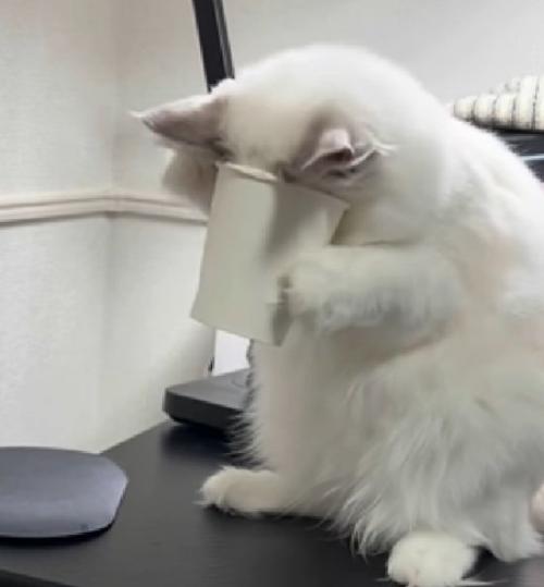 困る猫
