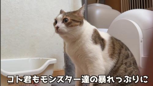 大人の猫