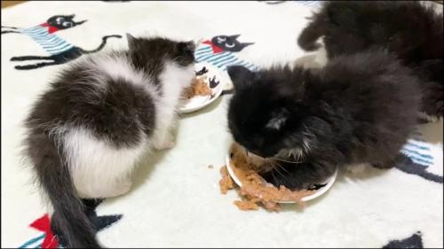 溢れるごはん