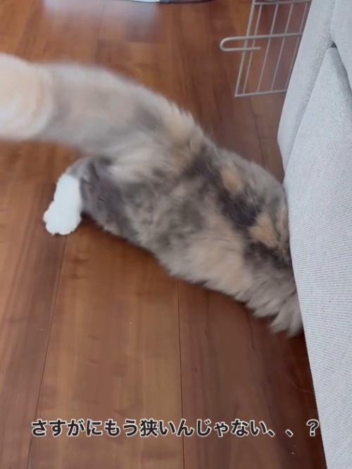 ソファーの下に入る猫