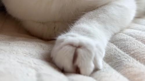 前足のアップ