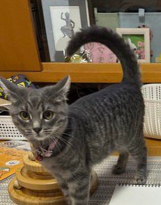 紙の隣に立つ子猫