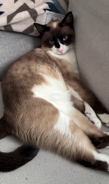 ソファでくつろぐ猫