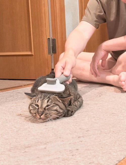 猫にブラッシングをする飼い主と、床に伏せてブラッシングを受け入れる猫