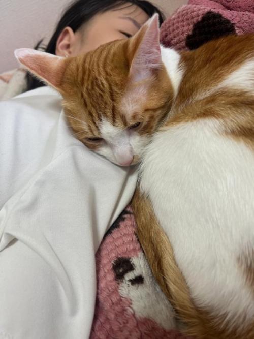 女の子と眠る猫