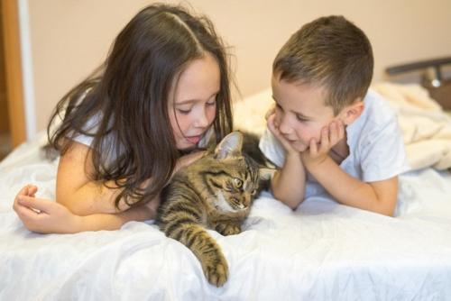 子供たちに囲まれる猫