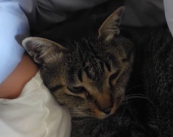 布団の中でうとうとした表情をしている猫