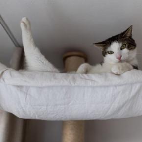 猫が『退屈だなあ』と感じているときのサイン4選 暇そうにしている愛猫を満足させる方法も
