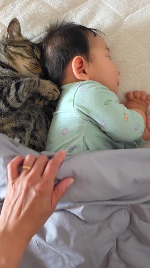 猫と赤ちゃんの上にかかっている布団をめくる飼い主