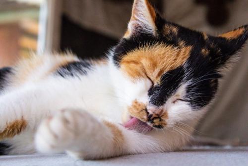 毛繕いをする猫