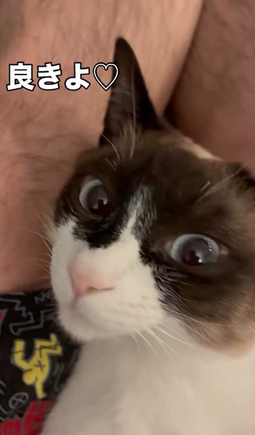 幸せそうな猫