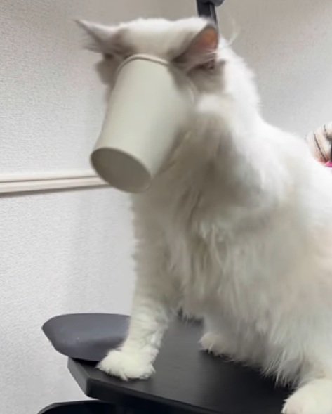 顔がはまる猫