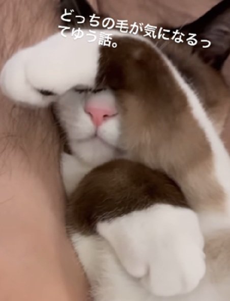 可愛い手の猫