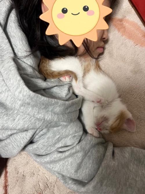 女の子と子猫