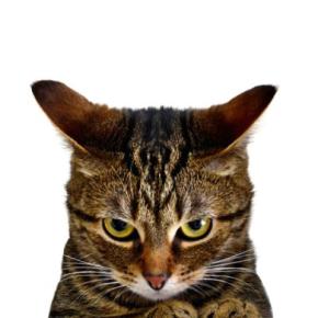 猫が耳を塞ぎたくなる『大嫌いな言葉』4つ 意味を理解しているの?嫌な思いをさせないためのコツも