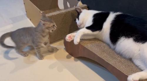 白黒猫を威嚇する子猫