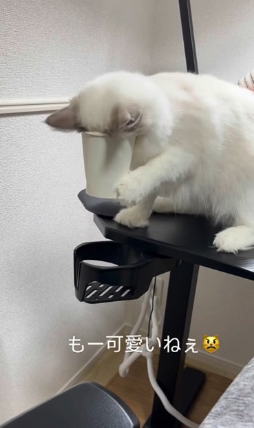 コップに顔がはまる猫