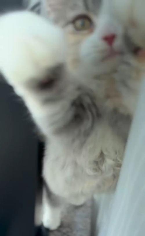 カメラに飛んでくる猫
